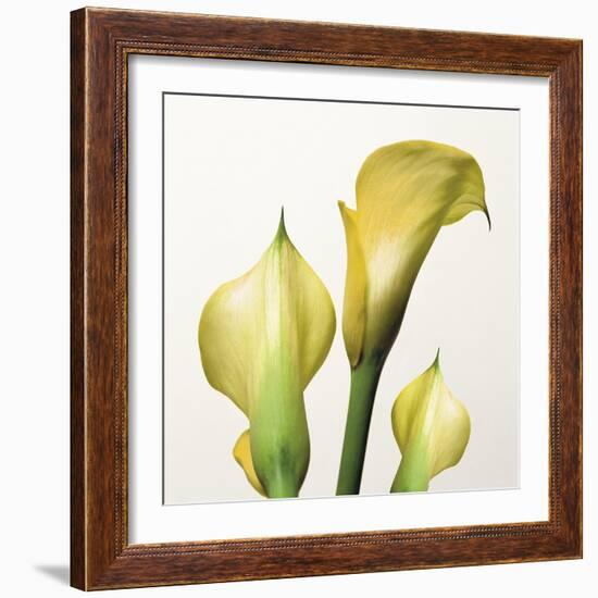 Lily Trio-Bill Philip-Framed Giclee Print