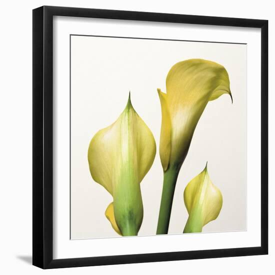 Lily Trio-Bill Philip-Framed Giclee Print