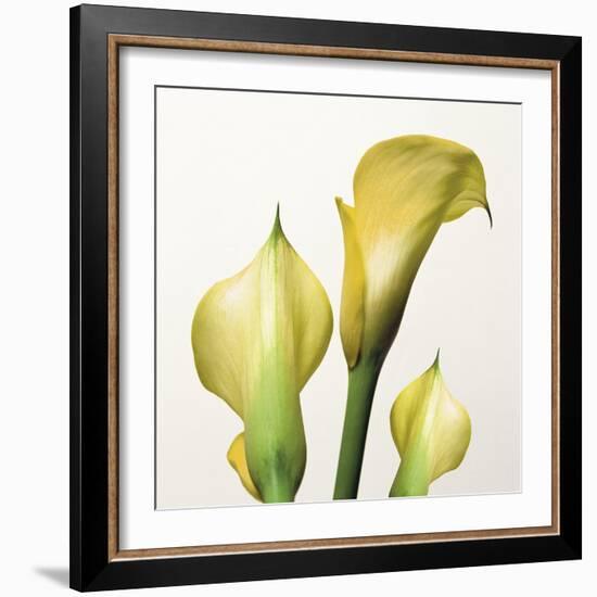 Lily Trio-Bill Philip-Framed Giclee Print