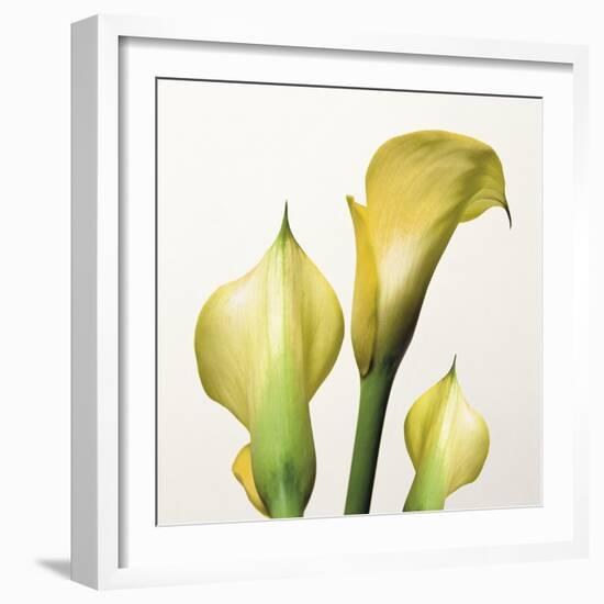 Lily Trio-Bill Philip-Framed Giclee Print