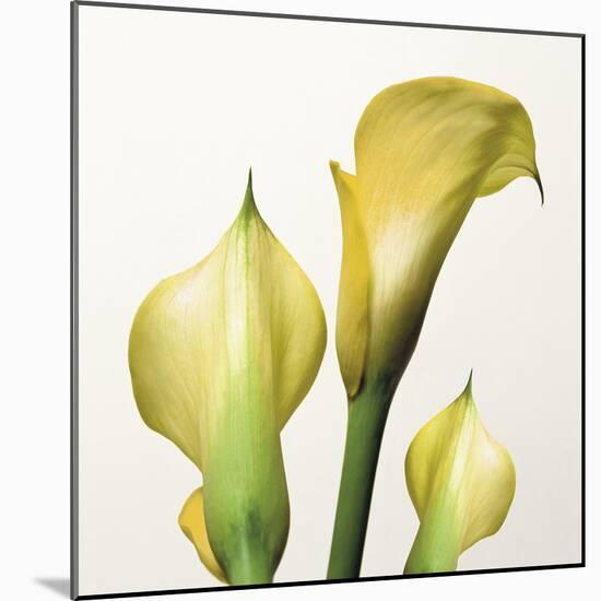 Lily Trio-Bill Philip-Mounted Giclee Print