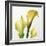 Lily Trio-Bill Philip-Framed Giclee Print