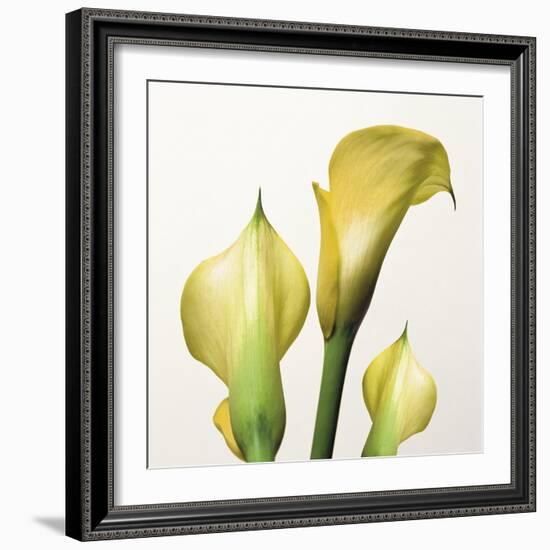 Lily Trio-Bill Philip-Framed Giclee Print