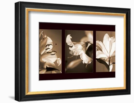 Lily Trio-Caroline Kelly-Framed Photo