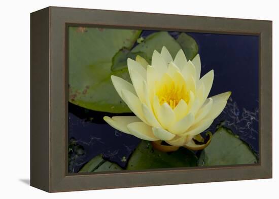 Lily Yellow-Charles Bowman-Framed Premier Image Canvas