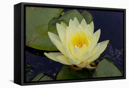 Lily Yellow-Charles Bowman-Framed Premier Image Canvas