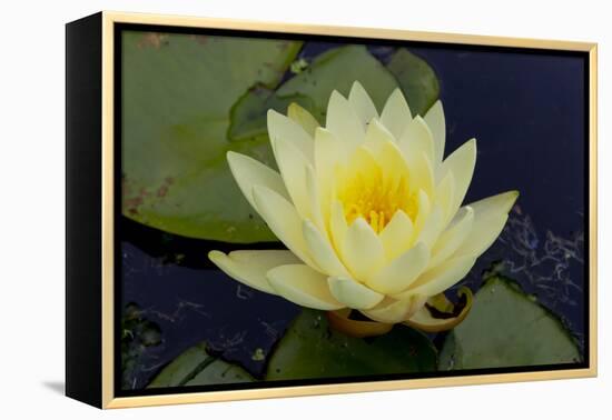 Lily Yellow-Charles Bowman-Framed Premier Image Canvas