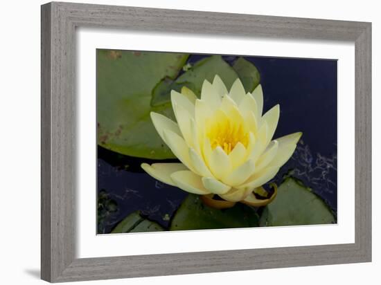 Lily Yellow-Charles Bowman-Framed Photographic Print