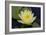 Lily Yellow-Charles Bowman-Framed Photographic Print