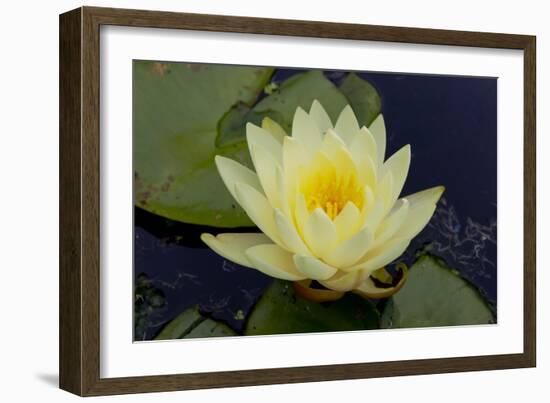 Lily Yellow-Charles Bowman-Framed Photographic Print