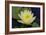 Lily Yellow-Charles Bowman-Framed Photographic Print
