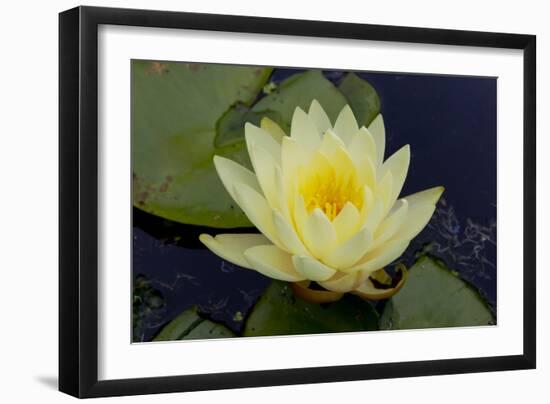 Lily Yellow-Charles Bowman-Framed Photographic Print