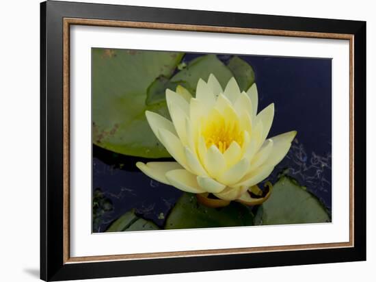 Lily Yellow-Charles Bowman-Framed Photographic Print