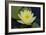 Lily Yellow-Charles Bowman-Framed Photographic Print