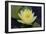 Lily Yellow-Charles Bowman-Framed Photographic Print