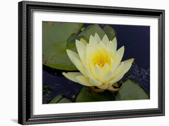 Lily Yellow-Charles Bowman-Framed Photographic Print