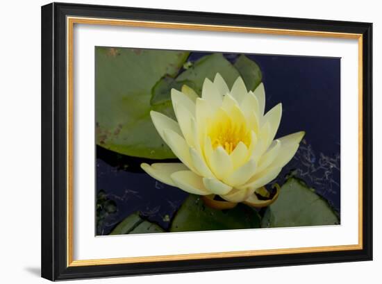 Lily Yellow-Charles Bowman-Framed Photographic Print