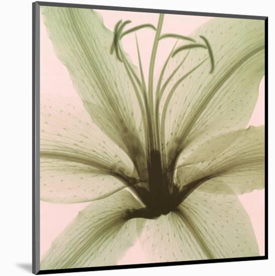 Lily-Steven N^ Meyers-Mounted Art Print