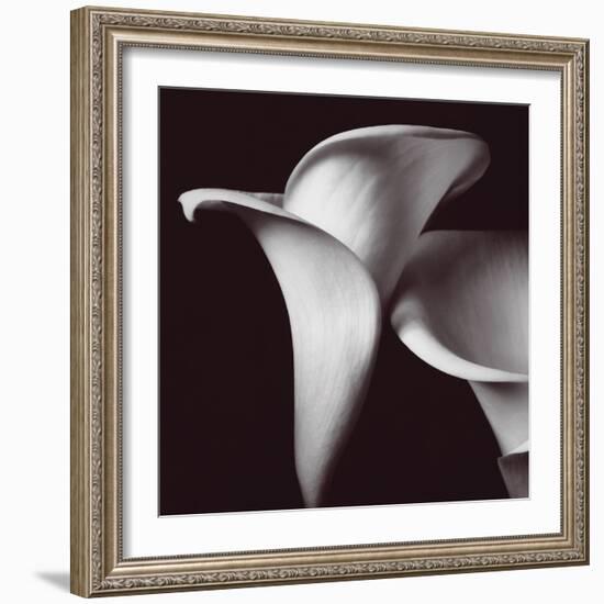 Lily-Bill Philip-Framed Giclee Print