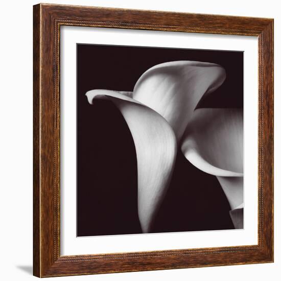 Lily-Bill Philip-Framed Giclee Print