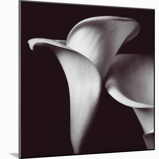 Lily-Bill Philip-Mounted Giclee Print