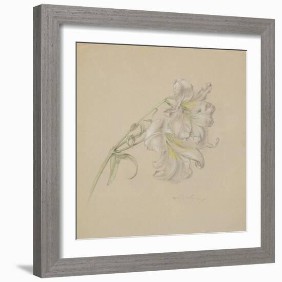 Lily-Albert Williams-Framed Giclee Print