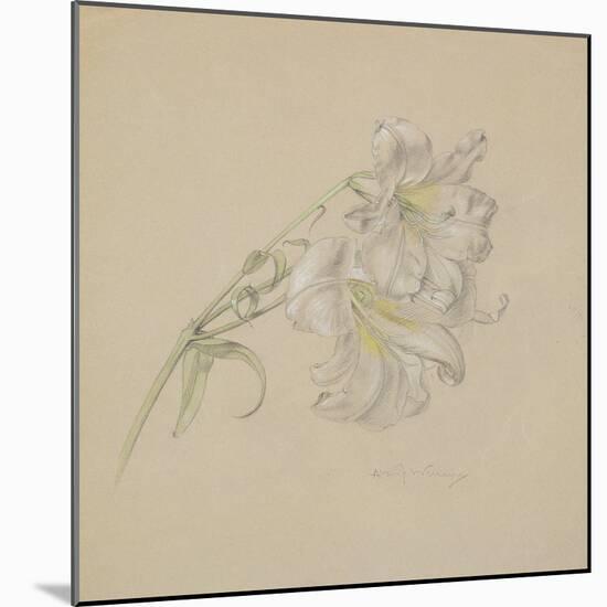 Lily-Albert Williams-Mounted Giclee Print