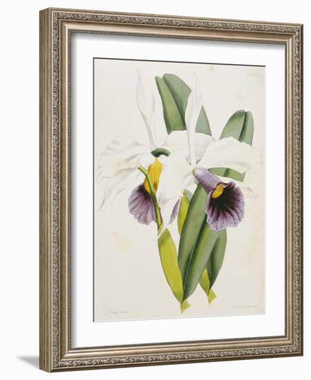 Lily-William Curtis-Framed Giclee Print