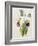 Lily-William Curtis-Framed Giclee Print