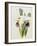 Lily-William Curtis-Framed Giclee Print