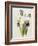 Lily-William Curtis-Framed Giclee Print