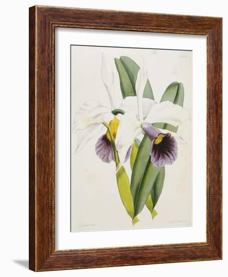 Lily-William Curtis-Framed Giclee Print