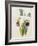 Lily-William Curtis-Framed Giclee Print