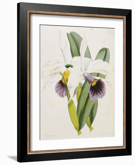 Lily-William Curtis-Framed Giclee Print