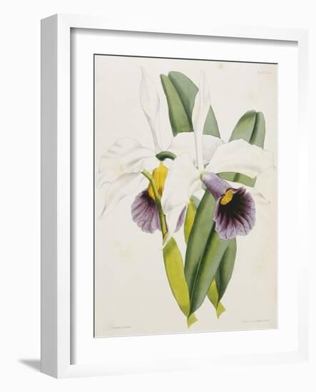 Lily-William Curtis-Framed Giclee Print