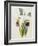 Lily-William Curtis-Framed Giclee Print