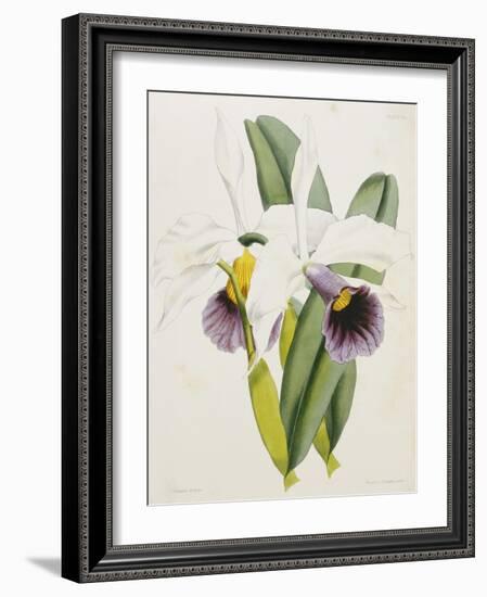 Lily-William Curtis-Framed Giclee Print