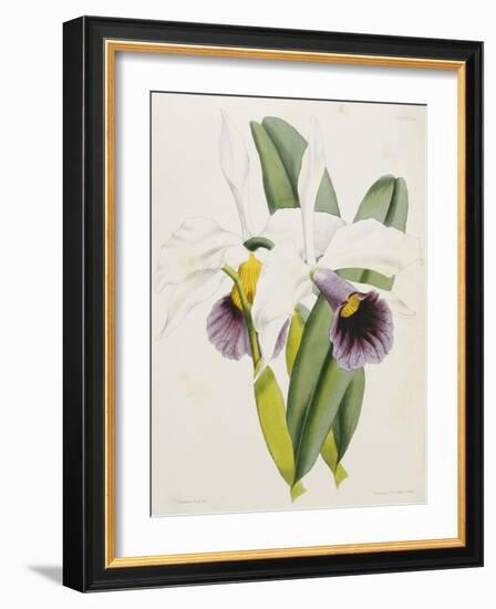 Lily-William Curtis-Framed Giclee Print