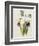 Lily-William Curtis-Framed Giclee Print