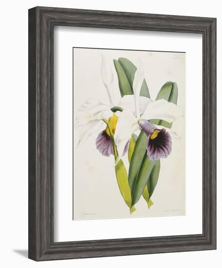 Lily-William Curtis-Framed Giclee Print