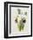 Lily-William Curtis-Framed Giclee Print