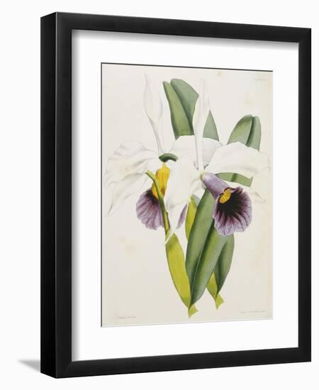 Lily-William Curtis-Framed Giclee Print