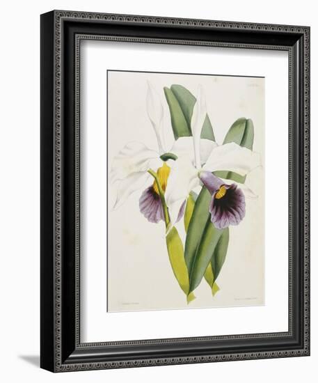 Lily-William Curtis-Framed Giclee Print