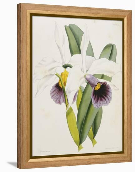 Lily-William Curtis-Framed Premier Image Canvas