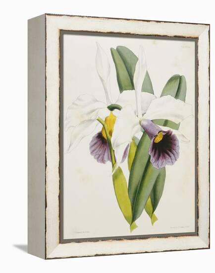 Lily-William Curtis-Framed Premier Image Canvas