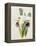 Lily-William Curtis-Framed Premier Image Canvas