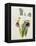 Lily-William Curtis-Framed Premier Image Canvas