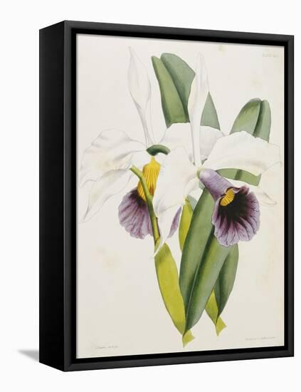 Lily-William Curtis-Framed Premier Image Canvas