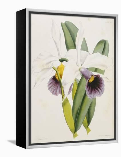 Lily-William Curtis-Framed Premier Image Canvas