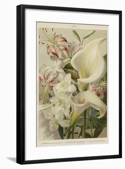 Lily-null-Framed Giclee Print